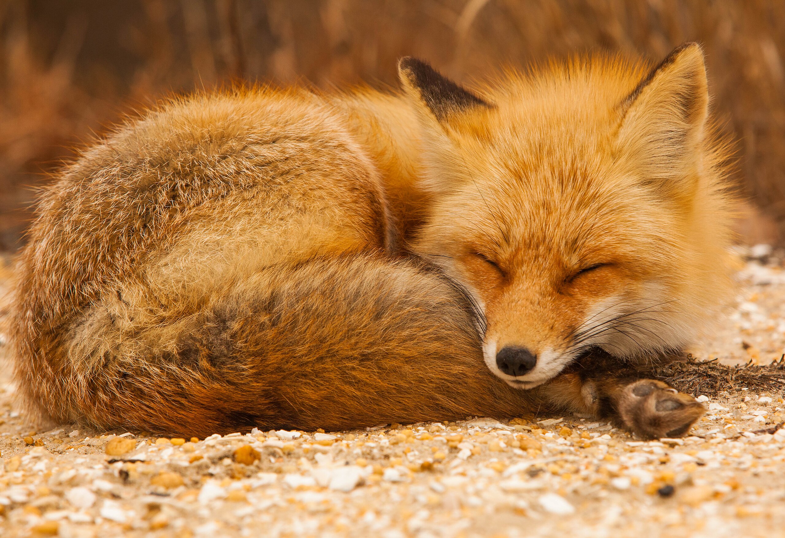 Sleeping_Fox_(16135742949)